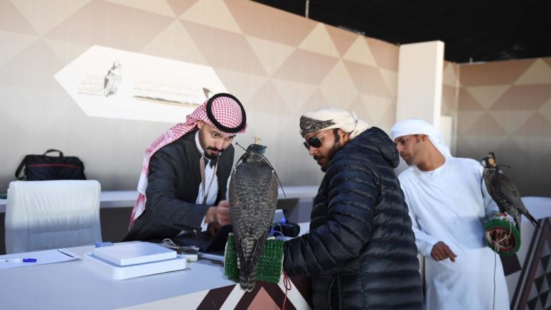 السعودية| إقبال خليجي كبير في اليوم الأخير لتسجيل الصقَّارين الدوليين في مهرجان المؤسس